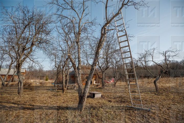 Чем заняться в саду и огороде в апреле
