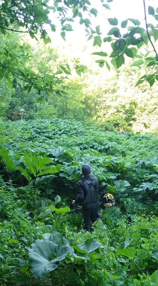 Борьба с борщевиком Сосновского в Екатерининском сельском поселении