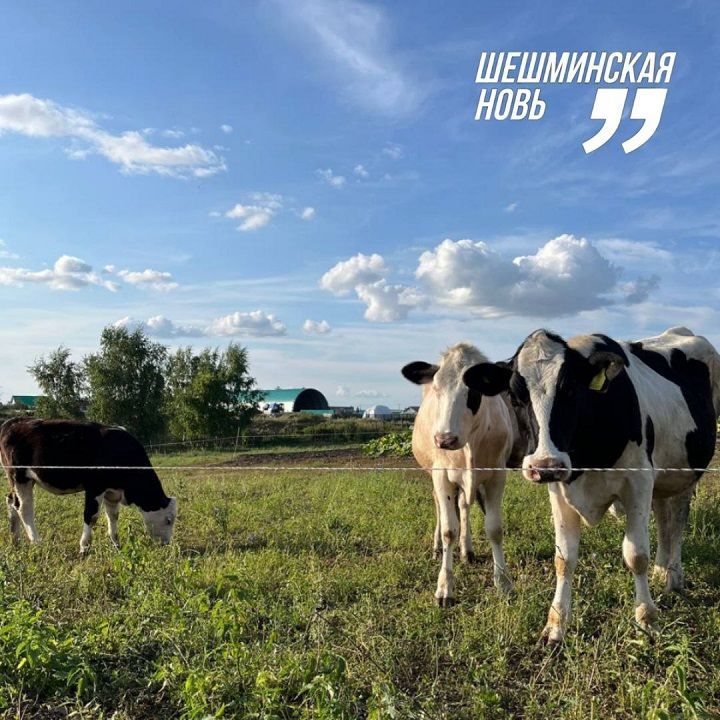 Лучшие доярки Новошешминского района