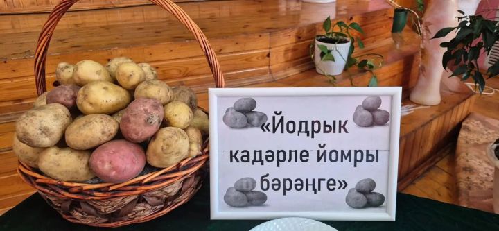 «Йодрык кадәрле йомры бәрәңге»!