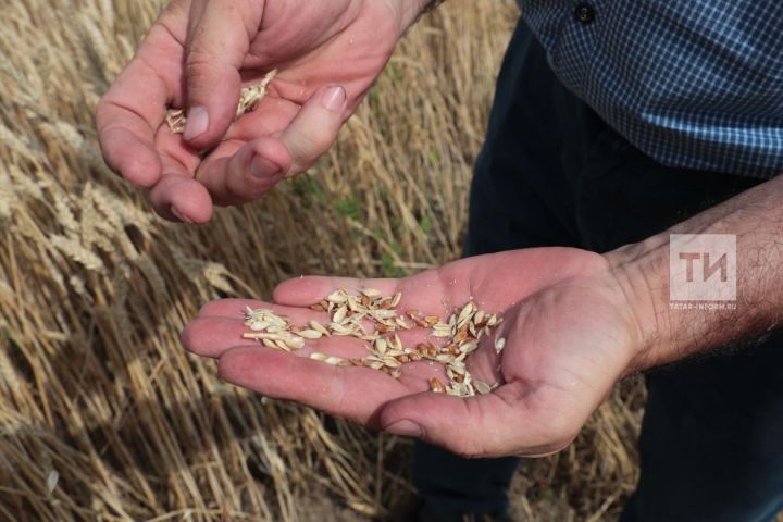В Татарстане намолочено более двух миллионов тонн зерна